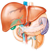 liver characteristic